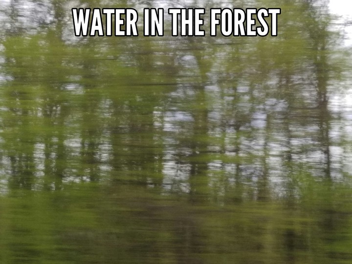 Water in the forest
