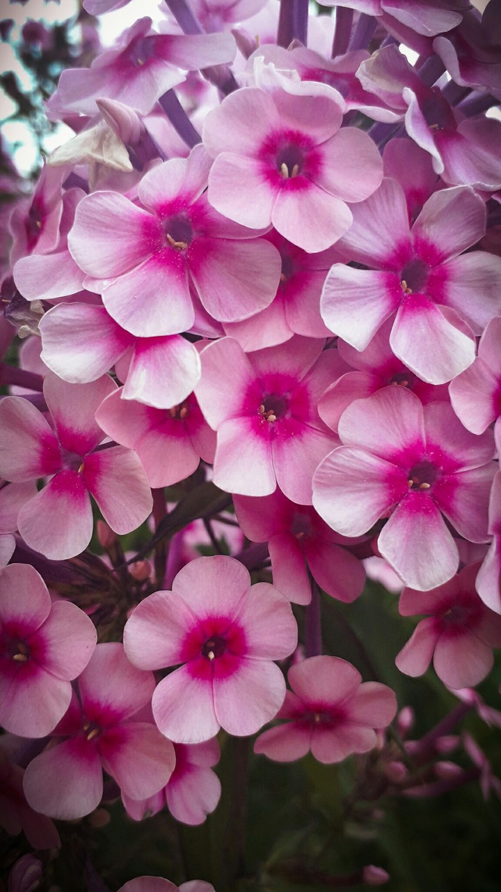pink
