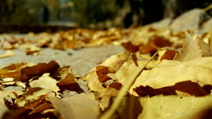 Autumn