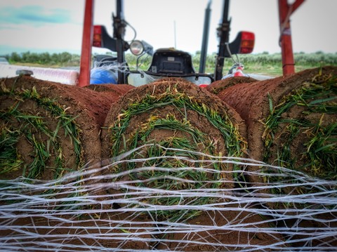 turfgrass II