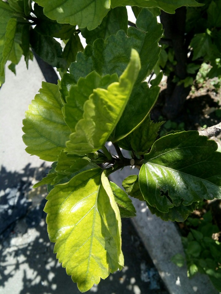 ramillete de hojas