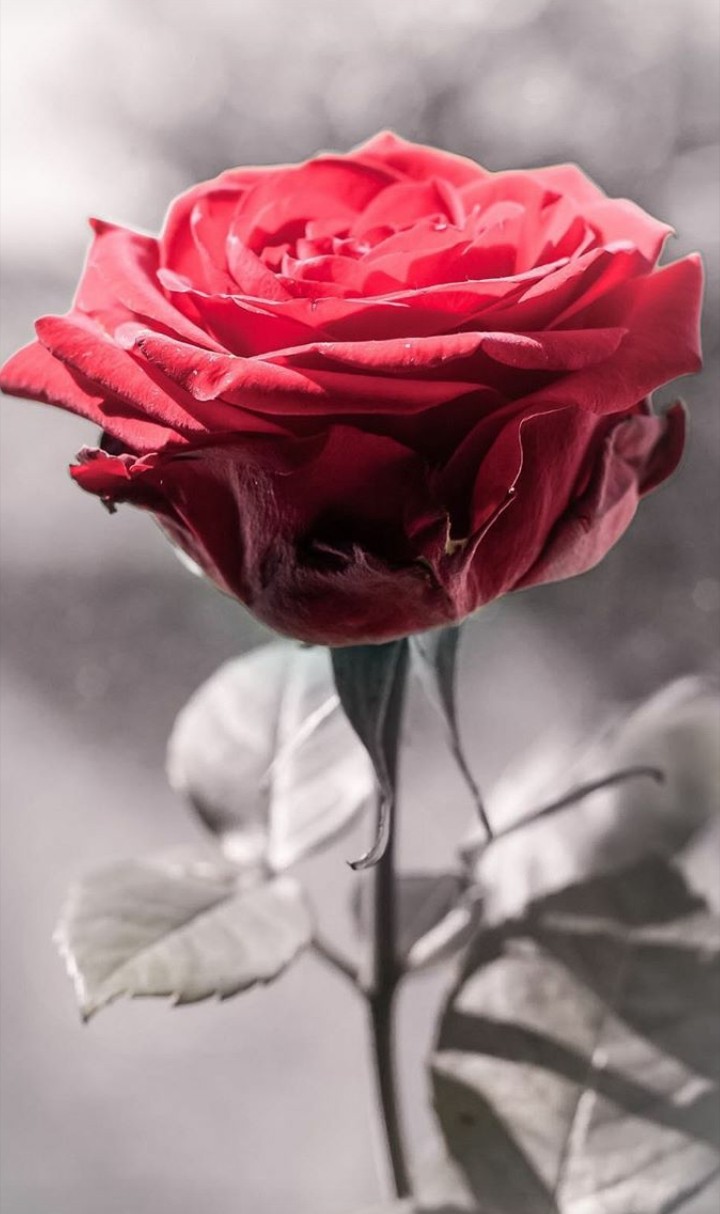 happy rose day