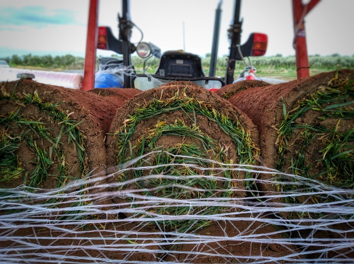 turfgrass II