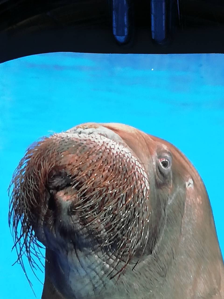 Подводный мир, морж .