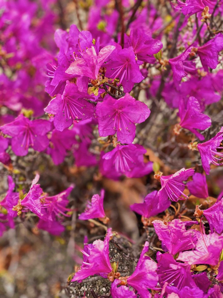 Spring flowers