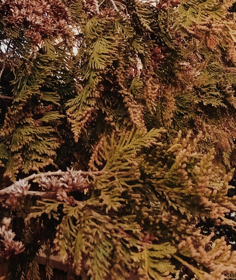 tree✨