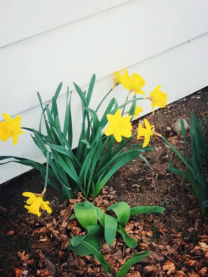 Lillies