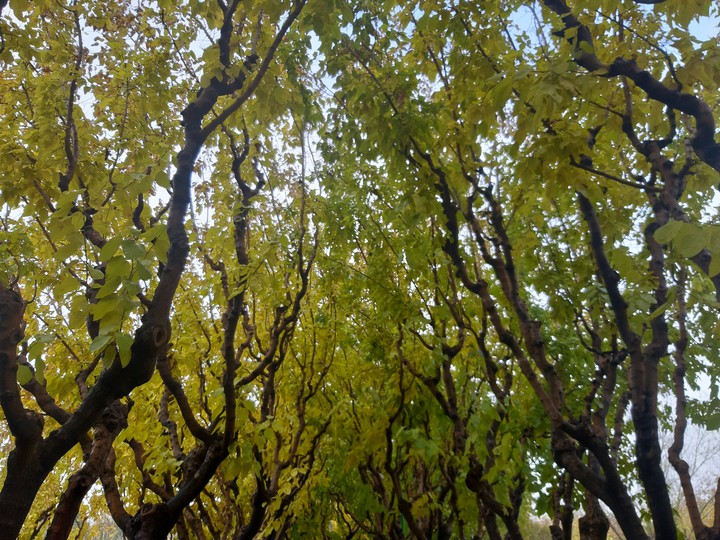 tree