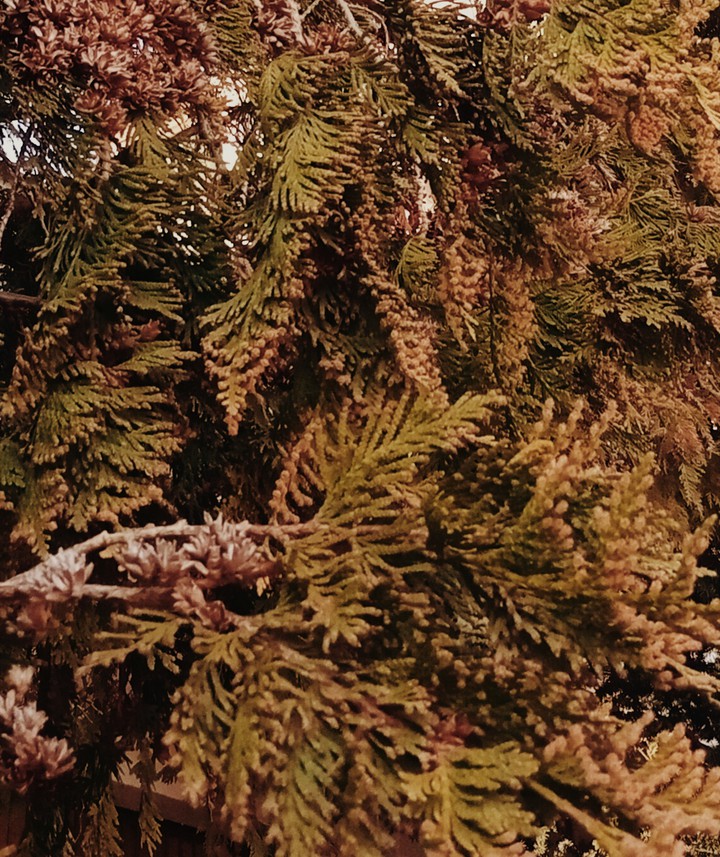 tree✨