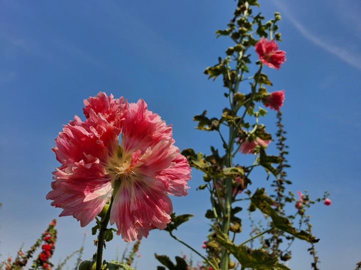 Hollyhock