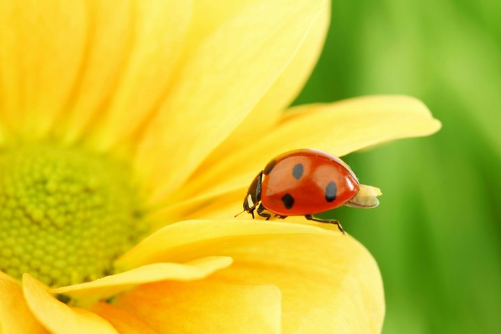 Lady bug