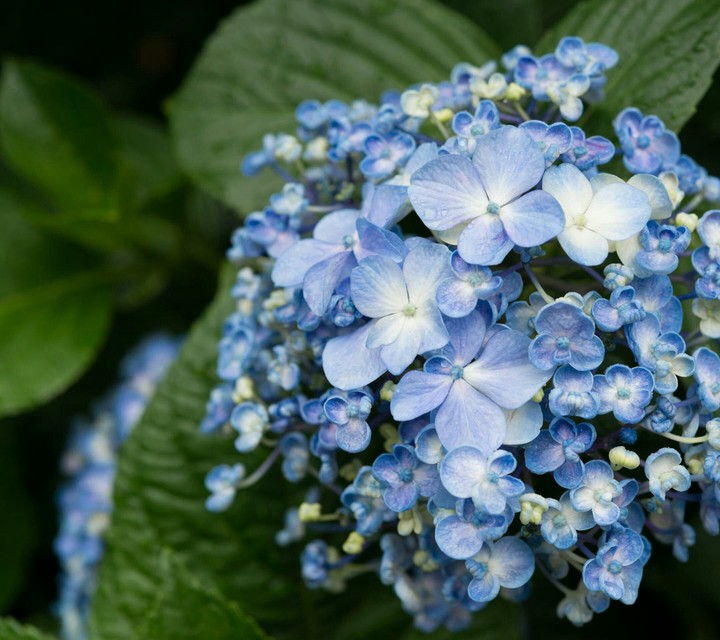 Beautiful purple Flower