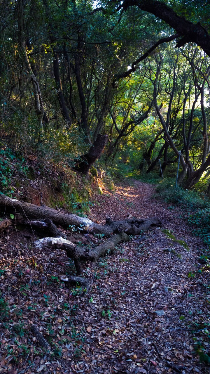 Mysterious path in the rainforest.