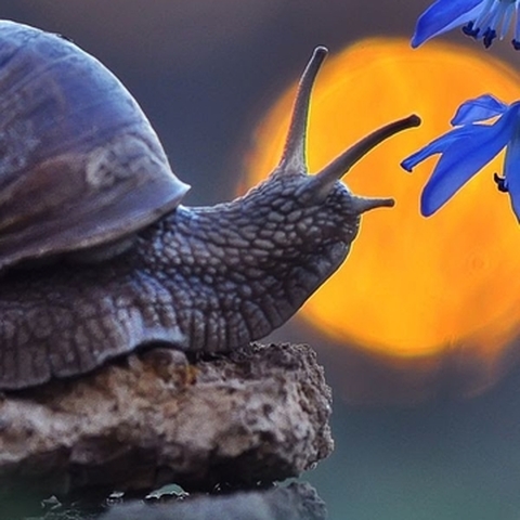 Animali