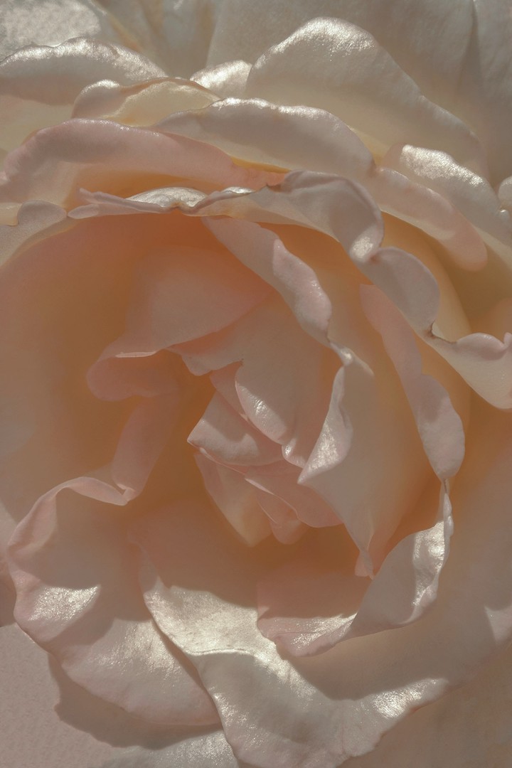 Petals