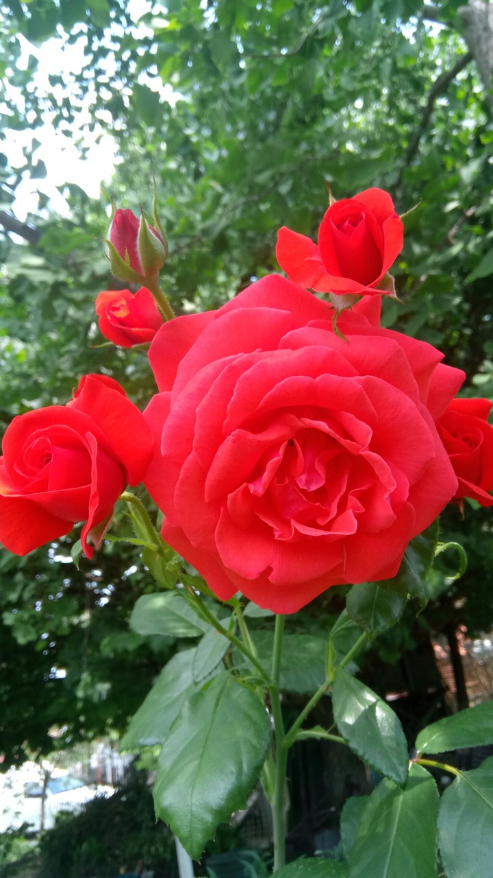 rose