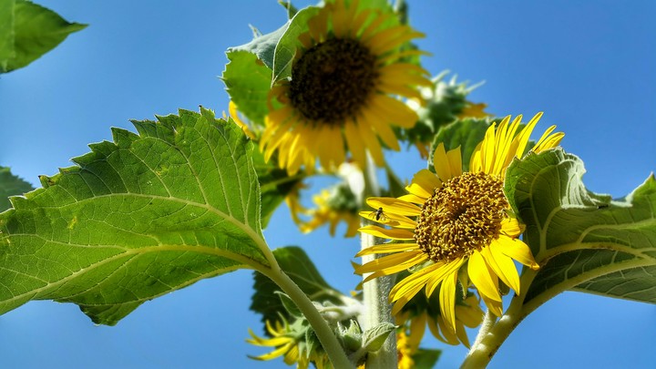 Sunflower