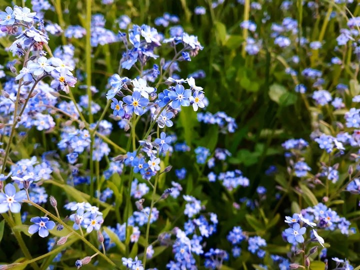 Незабудки (  Forget-me-not )