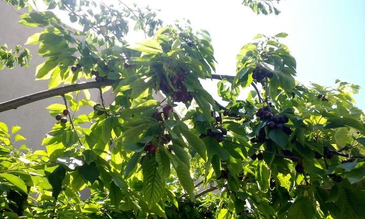 cherry