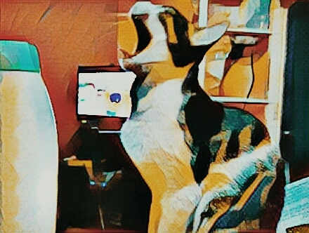 cat(picsart)