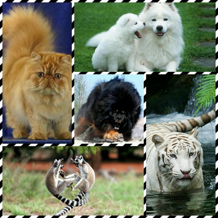 animals