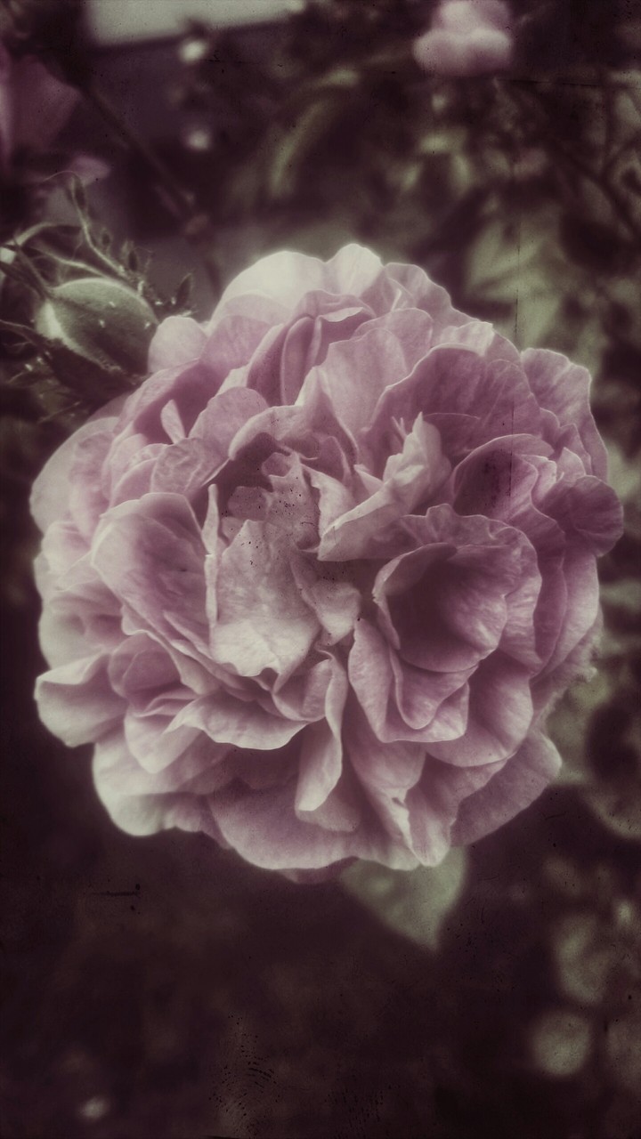 mystic rose