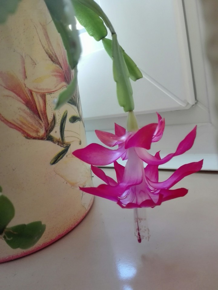 Christmascactus