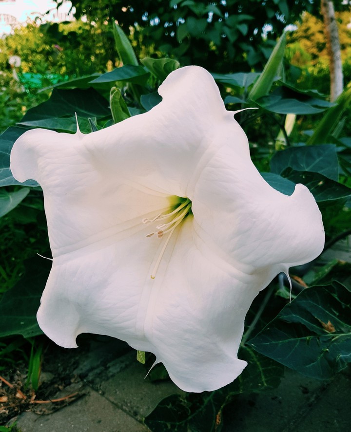 white flower