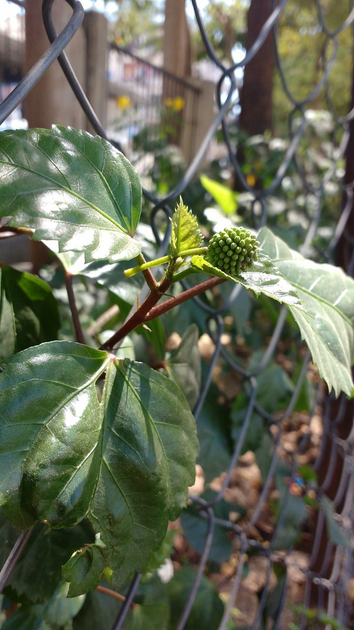 seed