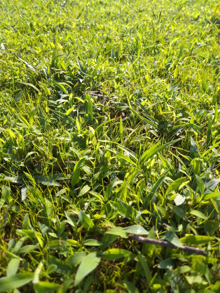 Grass