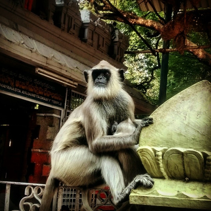 Gray Langur