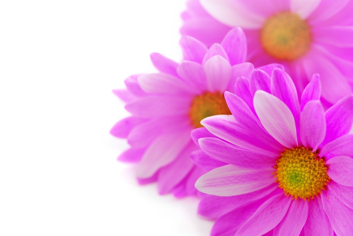 gerbera