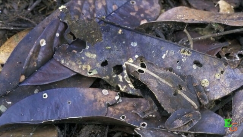 sfondi organism