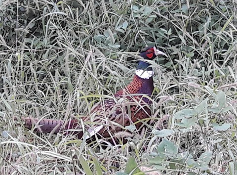 pheasant