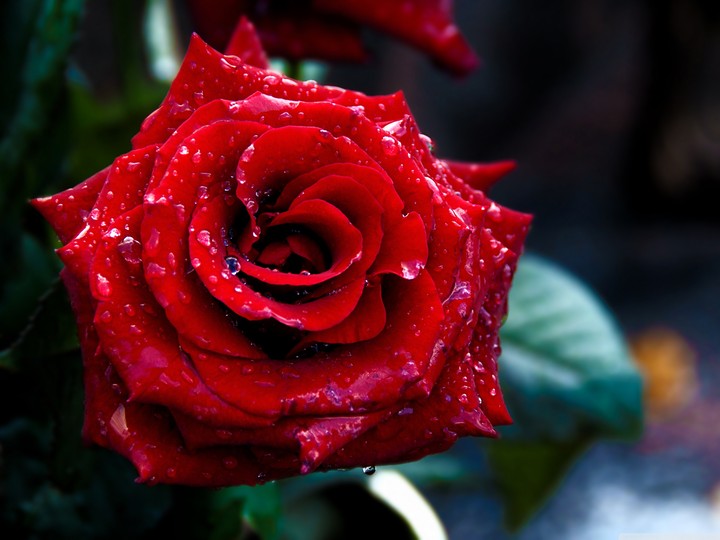 Rose day special @ Red Rose❣