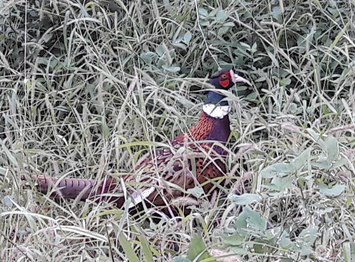 pheasant