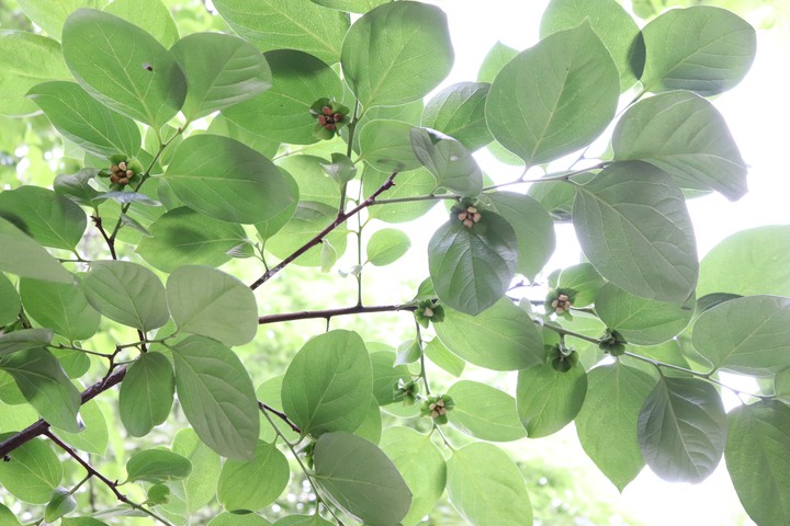 감 꽃