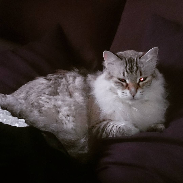 chat