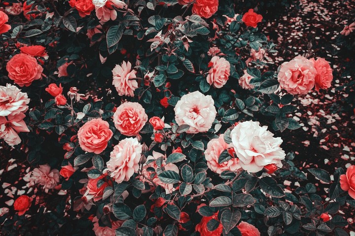 rose