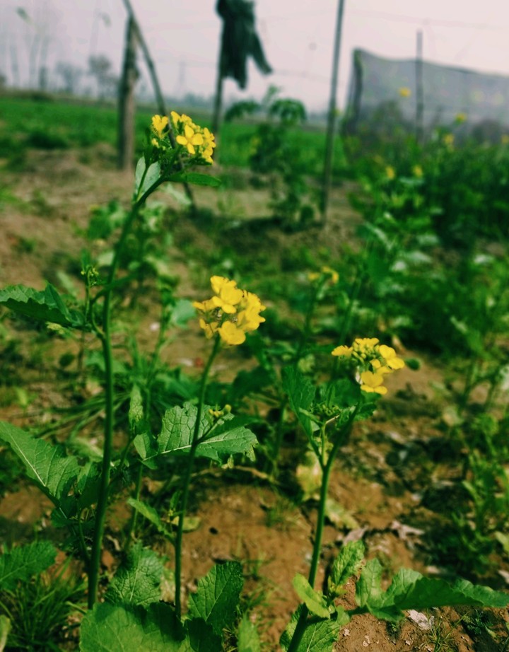 crop