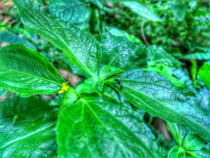 green