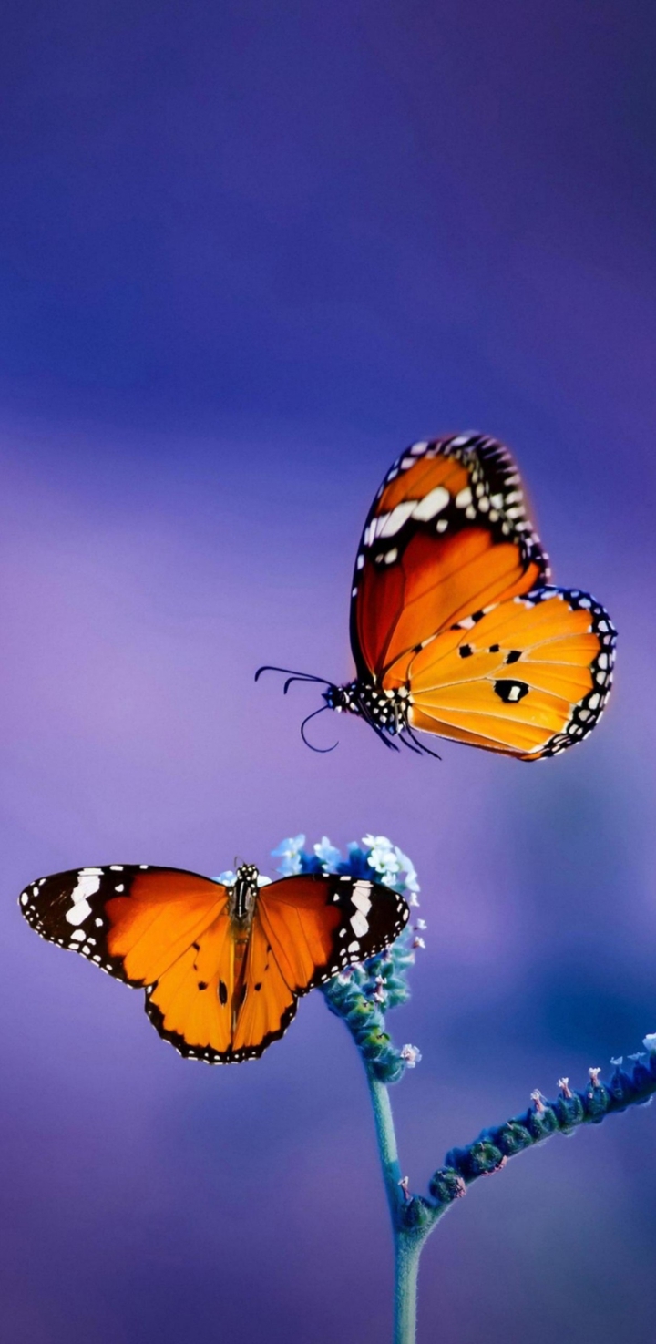 Butterflies