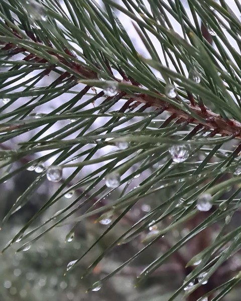 Water, evergreen wallpapers