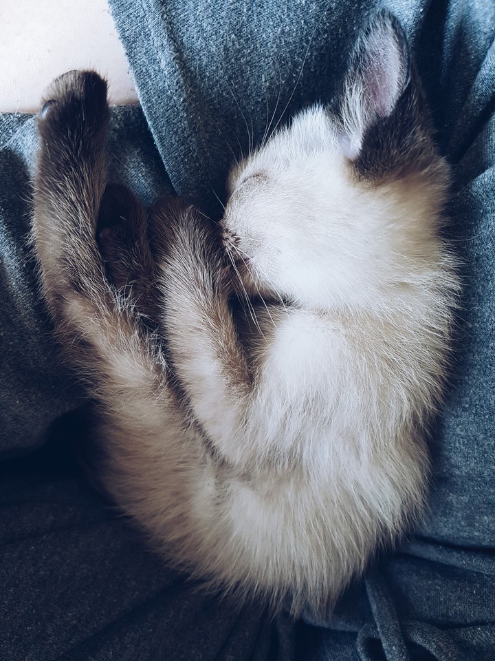 Baby Siamese