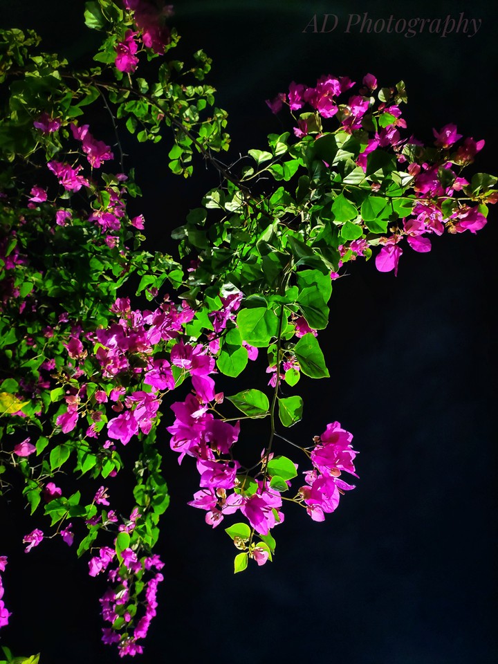 Green..pink n black....!!Nature blends with flowers