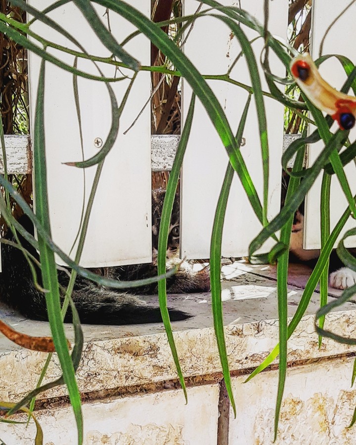 can you see the cats?