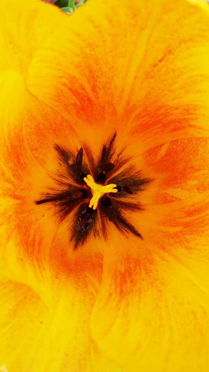 in the tulip
