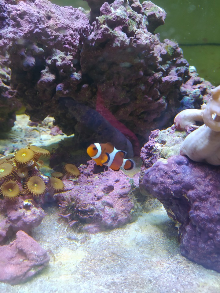 Nemo