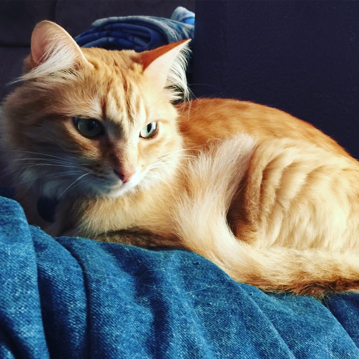 red cat