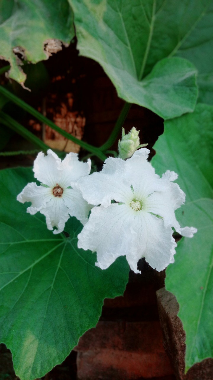 sanjit
